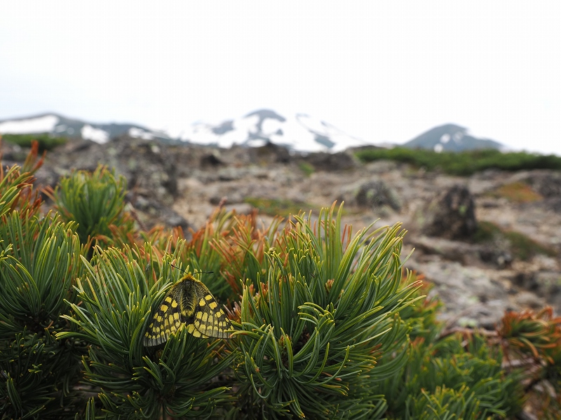 北海道 ウスバキチョウ1